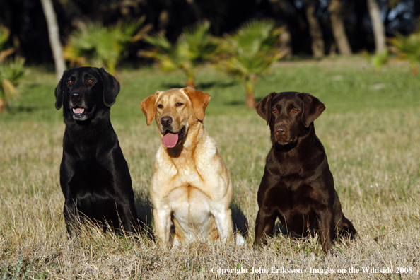 Multi-colored Labrador Retrievers in field
