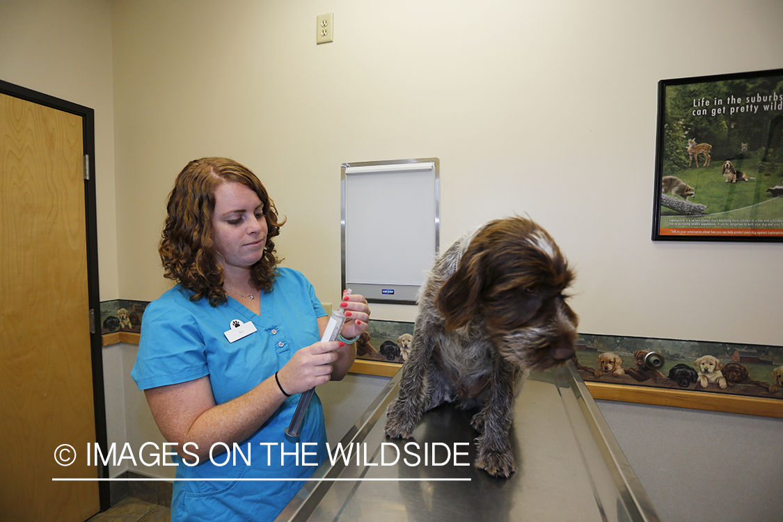 Wirehaired pointing griffon at vet.