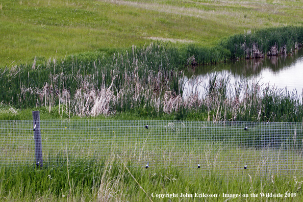 Electric predator fence on wetlands