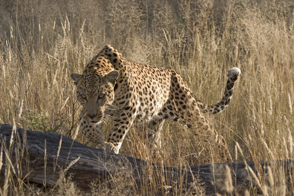 Leopard in habitat. Africa