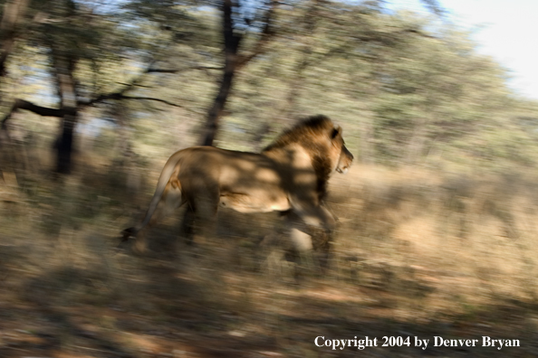 Male African lion running. Africa