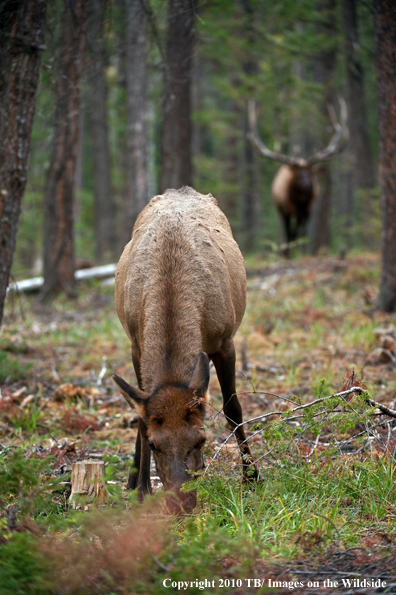 Rocky mountain elk in habitat.