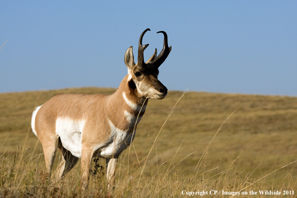 Pronghorn Antelope in habitat. 