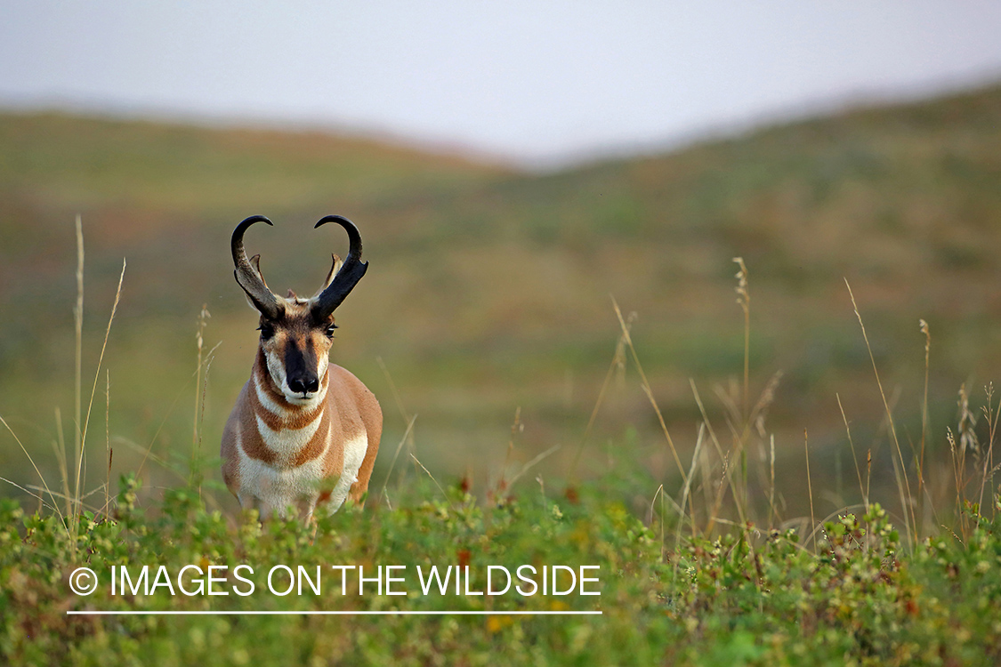 Pronghorn antelope in field.