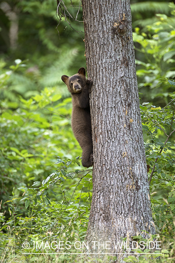 Black Bear cub climbing tree.