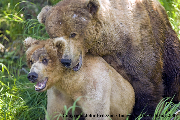 Brown bears mating