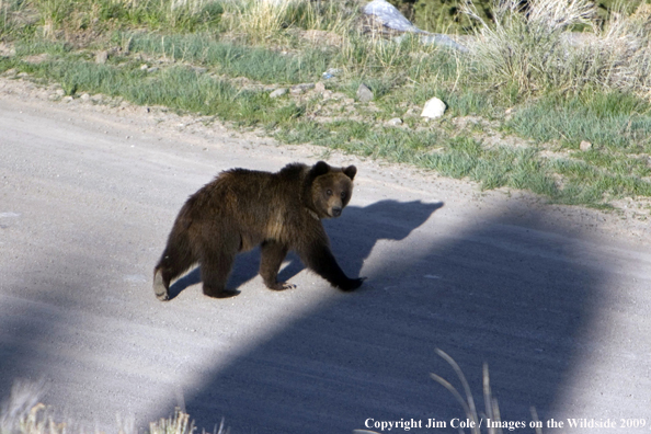 Grizzly bear in habitat