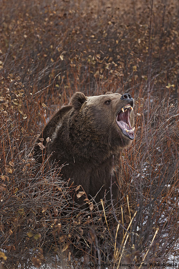 Grizzly Bear in growling.