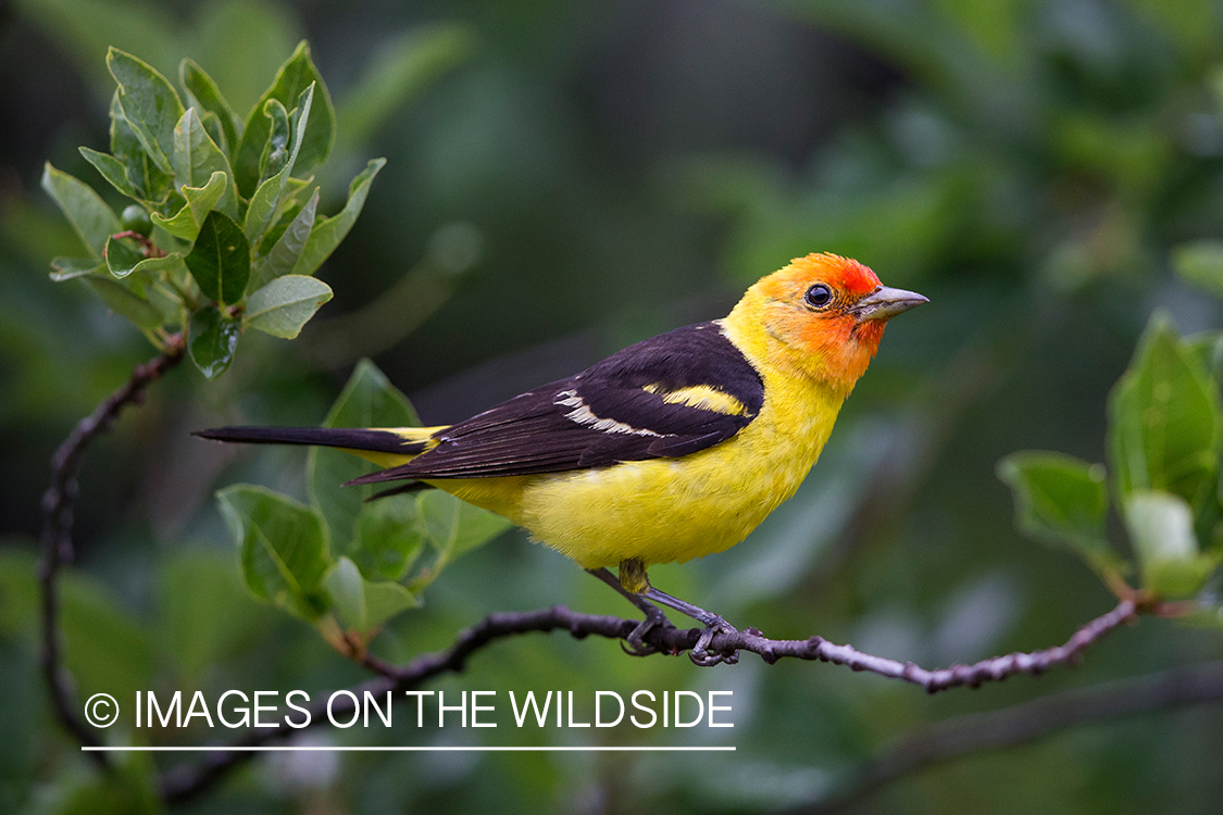 Western tanager in habitat.