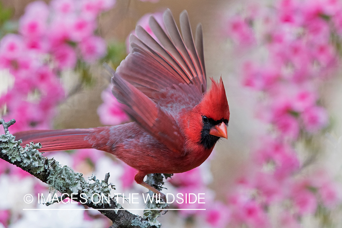 Northern Cardinal on branch.