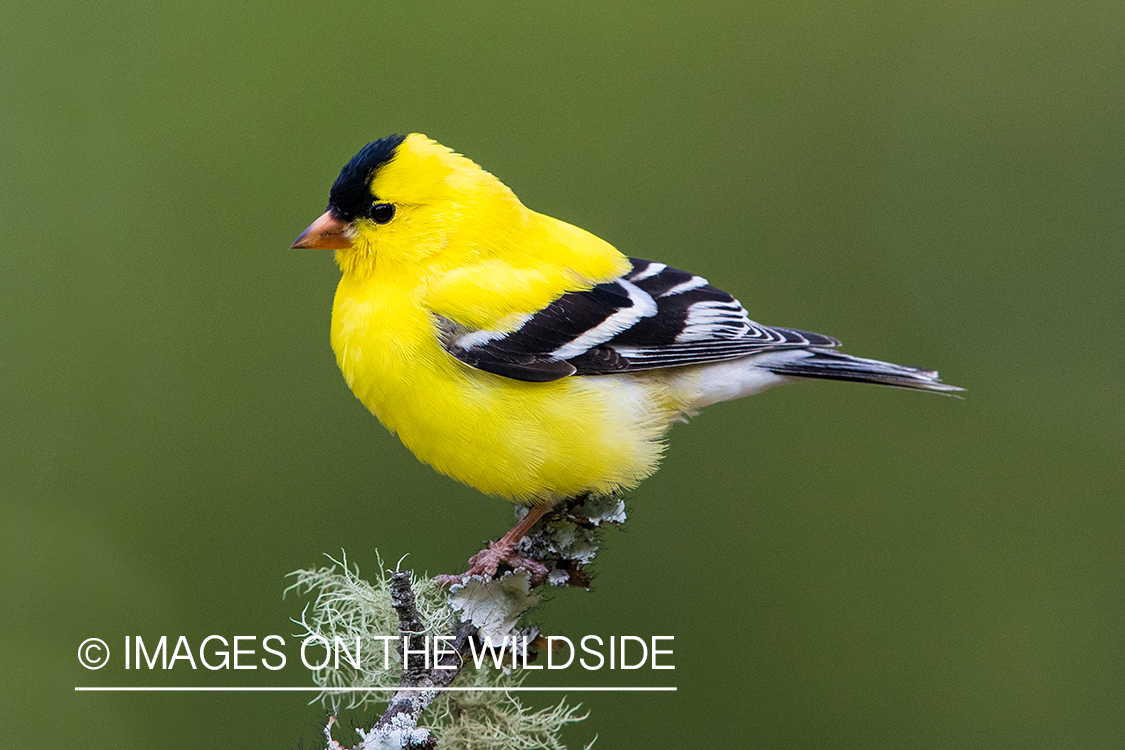 Gold Finch on branch.