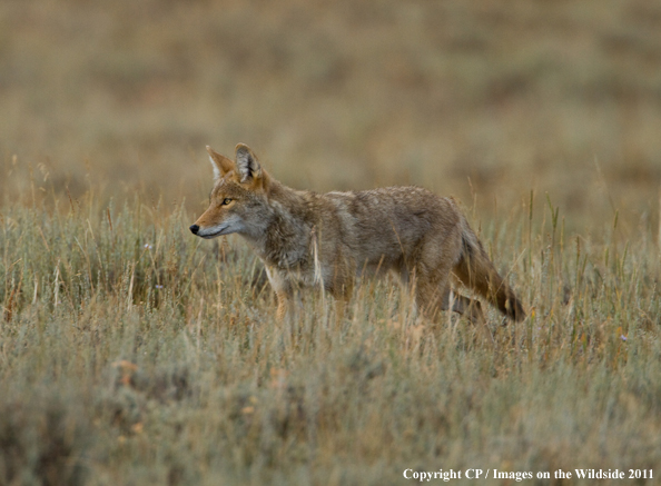 Coyote in habitat. 