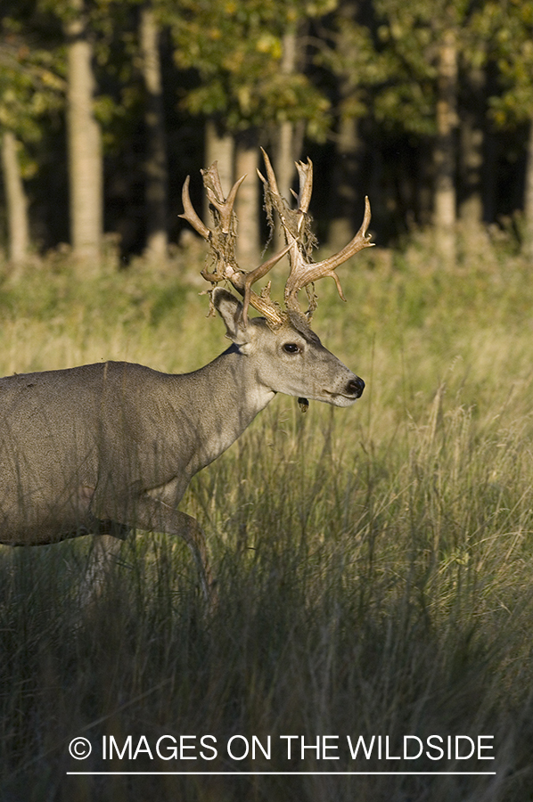 Mule deer in habitat.