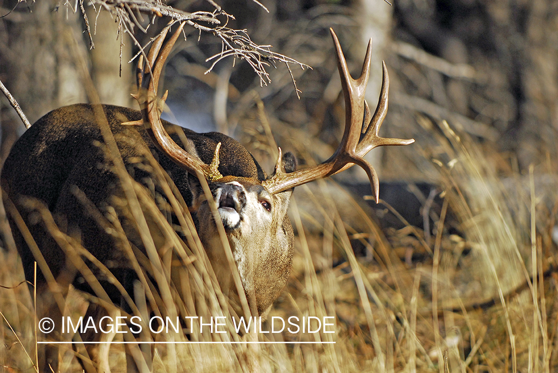 Mule deer 