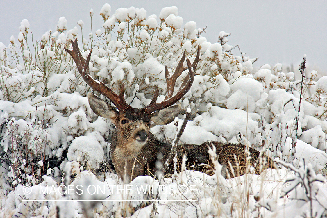 Mule deer buck in habitat. 