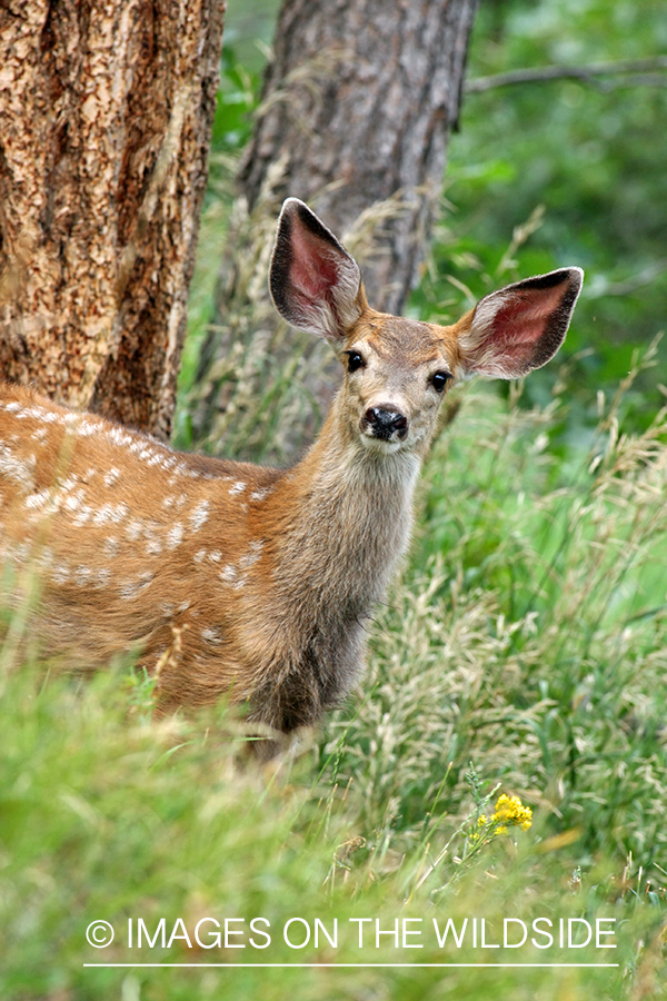 Mule deer fawn in habitat. 