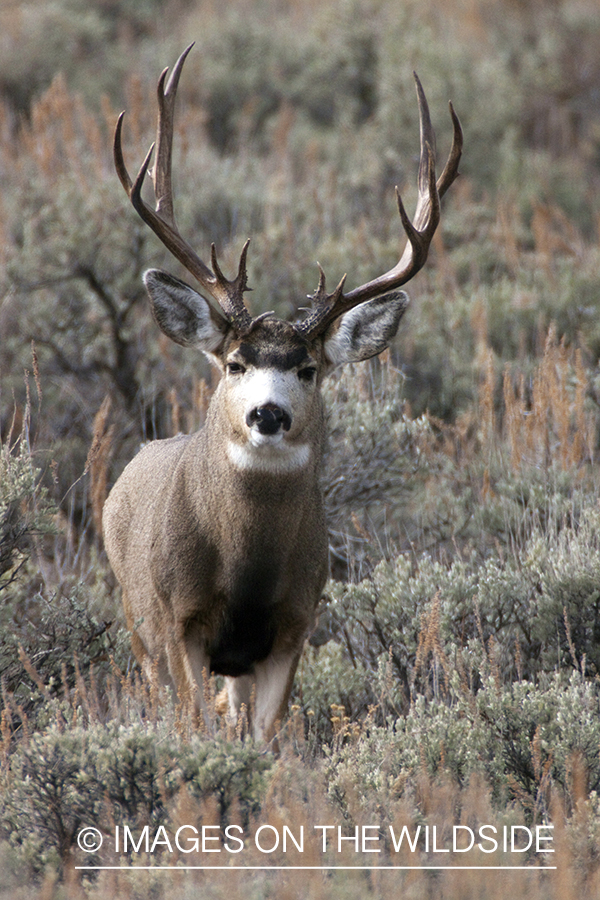 Mule deer buck in habitat