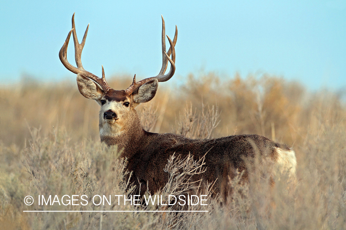 Mule Deer buck in habitat.