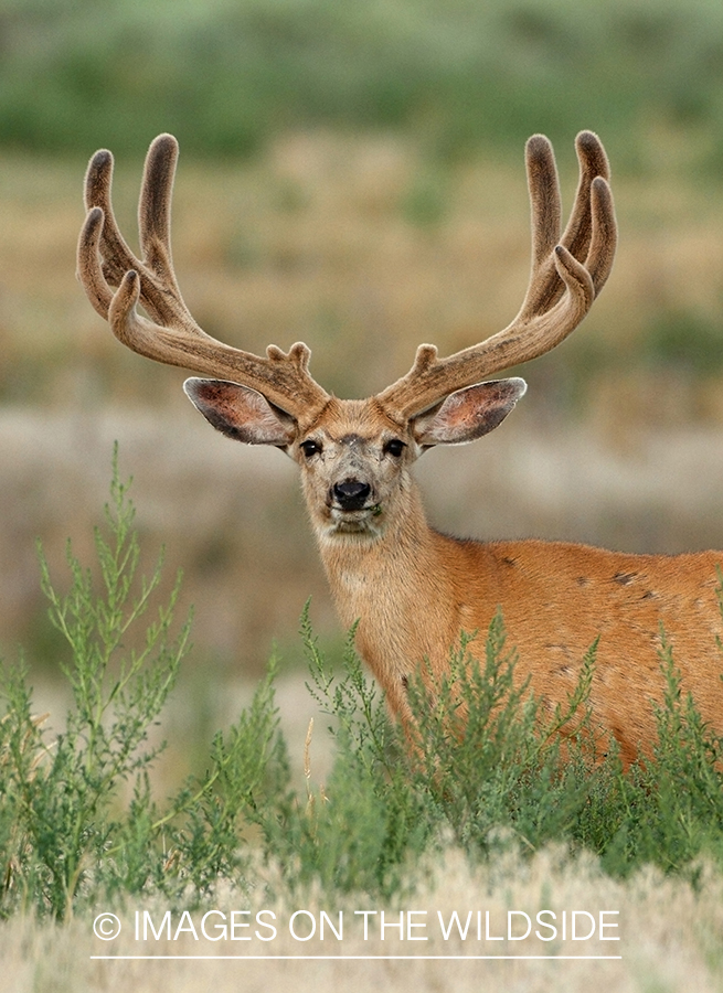 Mule deer buck in habitat.