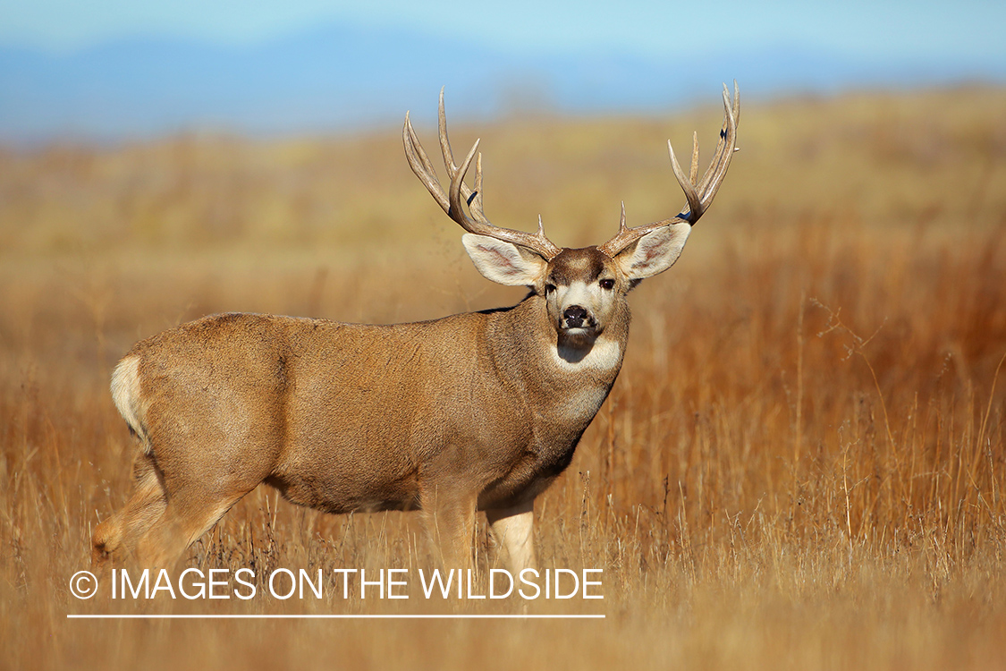 Mule deer buck in field.