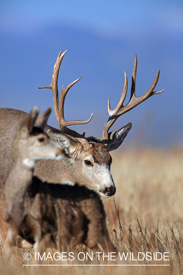 Mule deer buck in rut with doe.