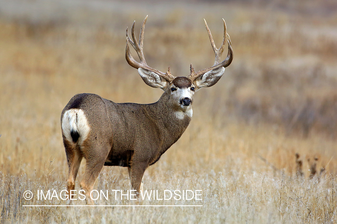 Mule deer buck in field.