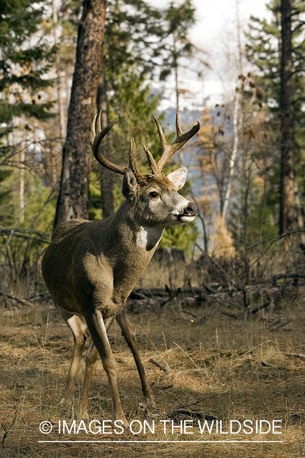 White-tailed deer in habitat