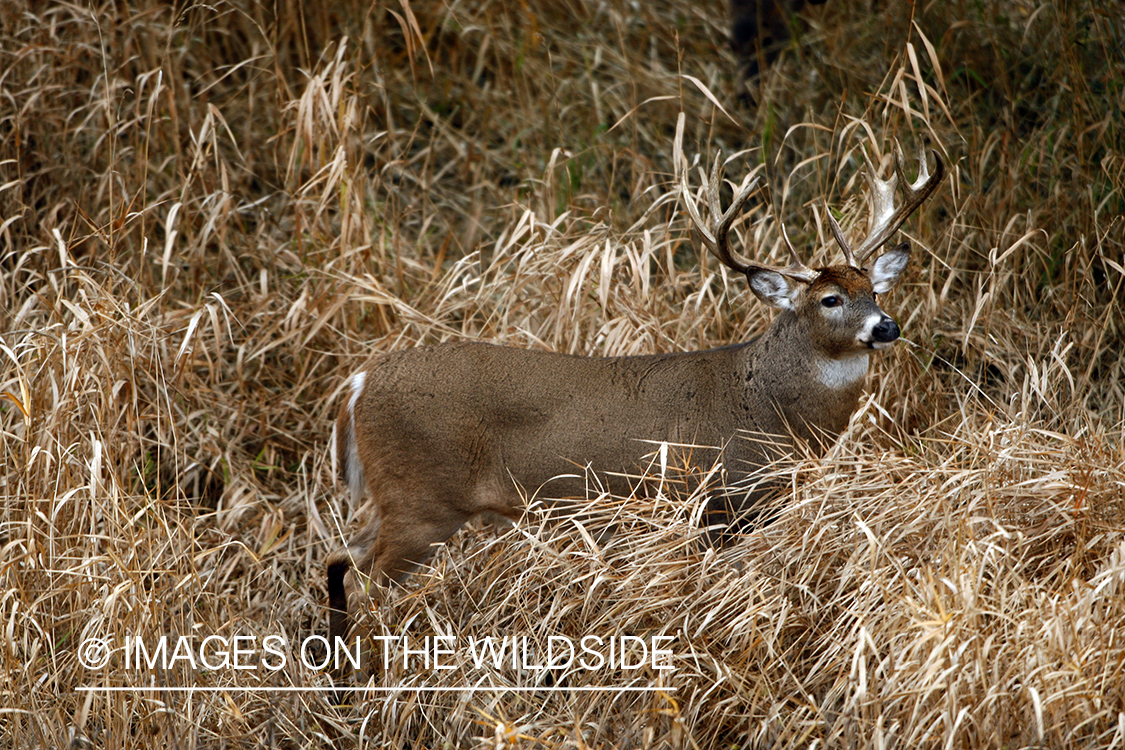 Whitetail Buck