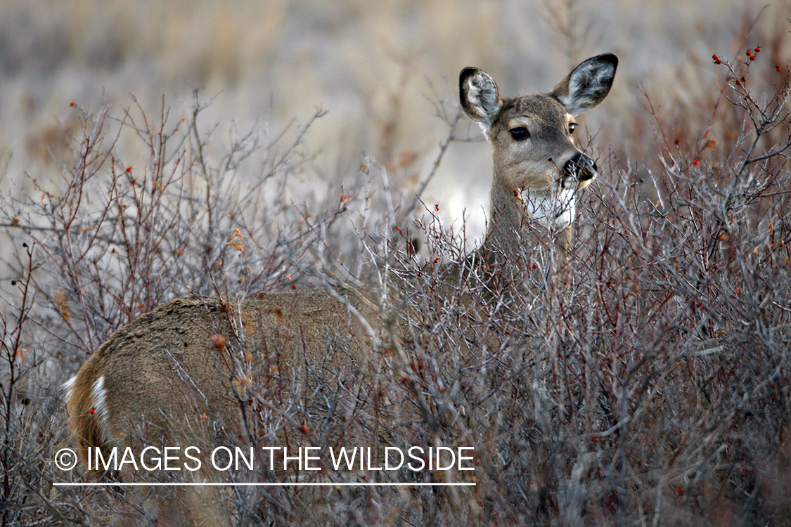 Whitetail Doe