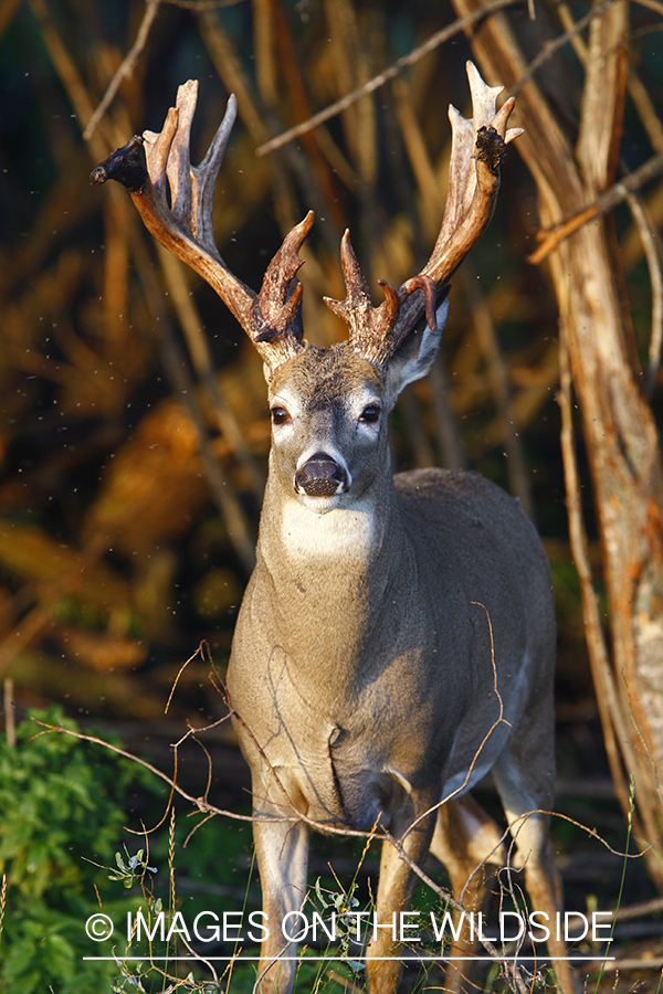 Whitetail buck shedding velvet