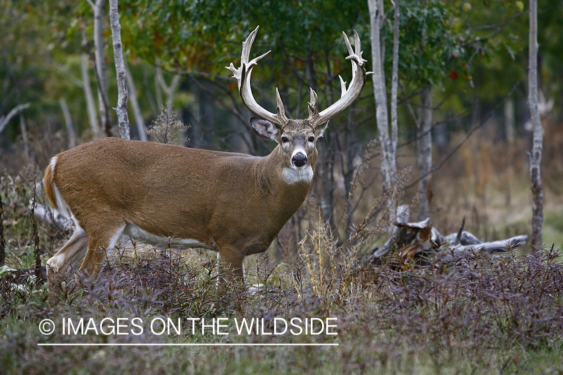 Whitetail buck in habitat