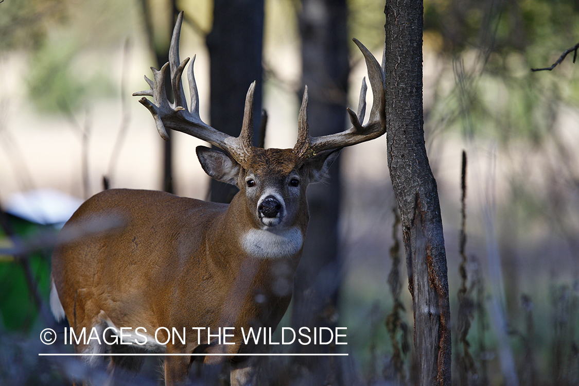 Whitetail buck in habitat