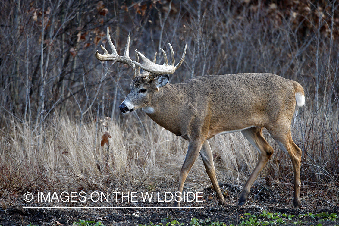 Whitetail buck in habitat