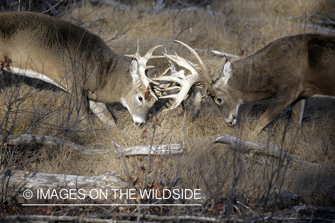 Whitetail bucks fighting