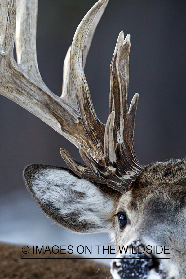 White-tailed buck in habitat.