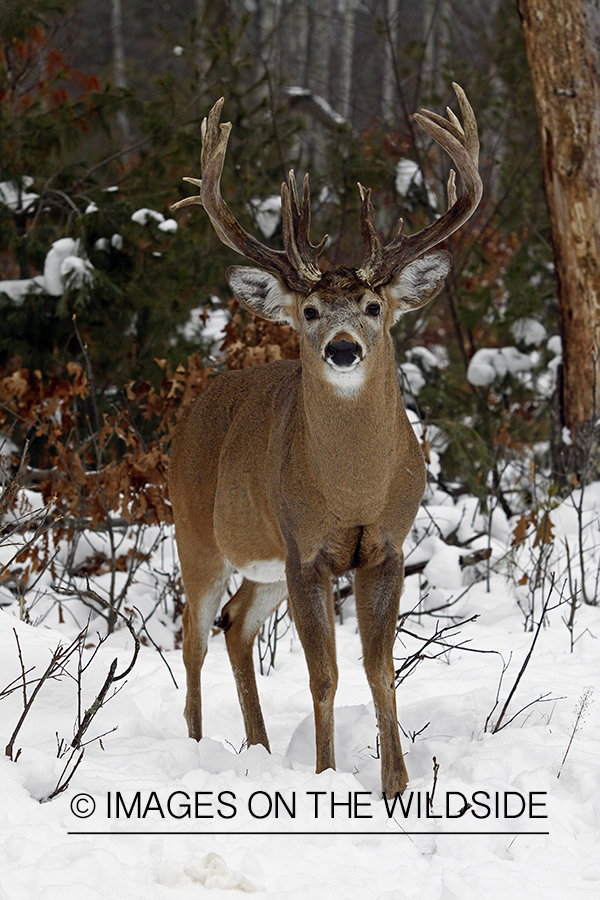 White-tailed buck in habitat.