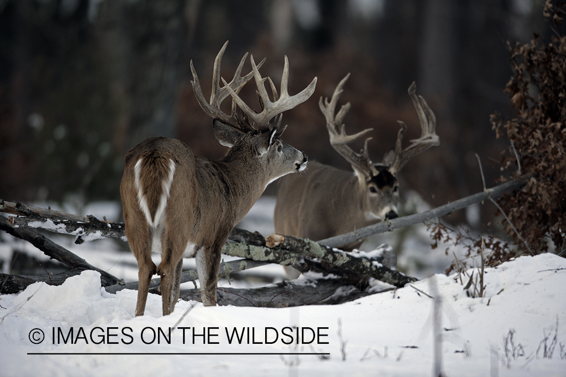 White-tailed buck in habitat.