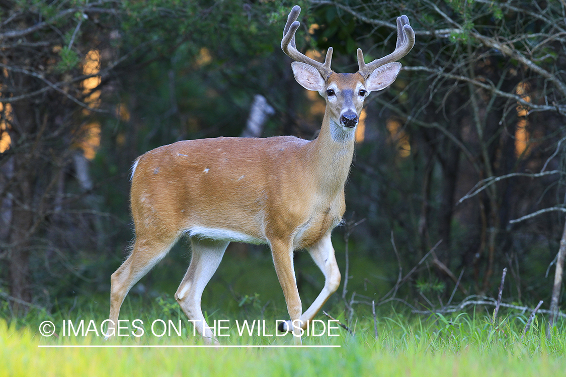 Whie-tailed deer apple creek