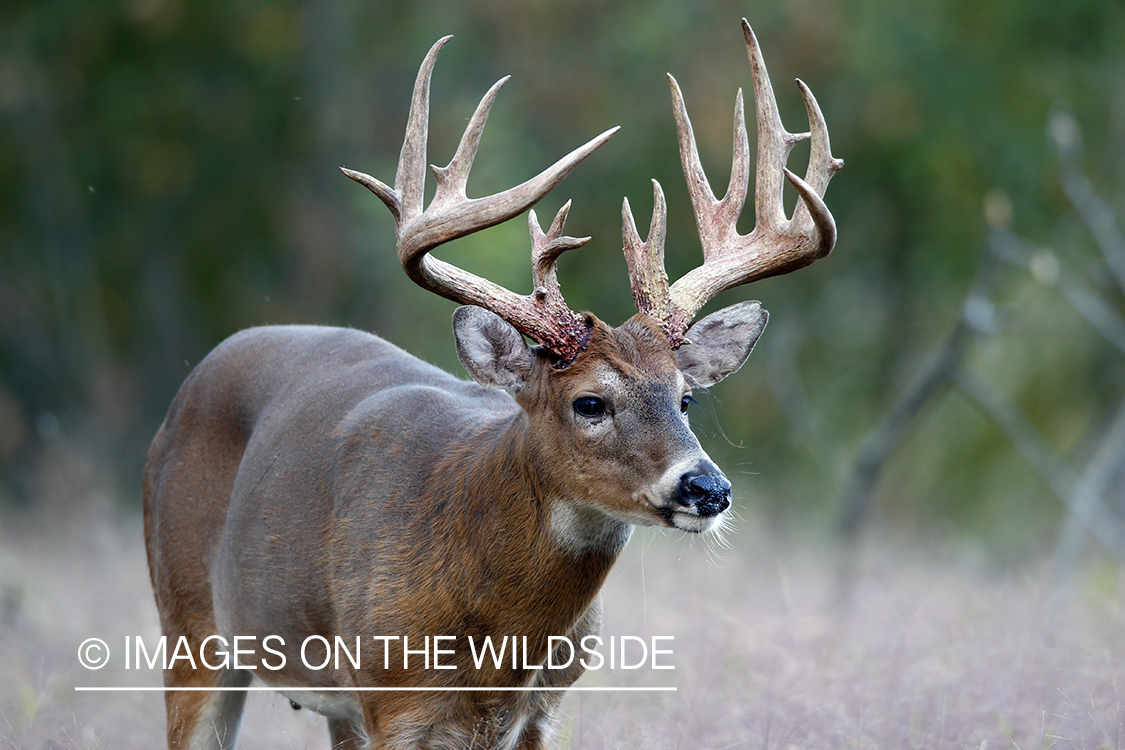 White-tailed buck in habitat