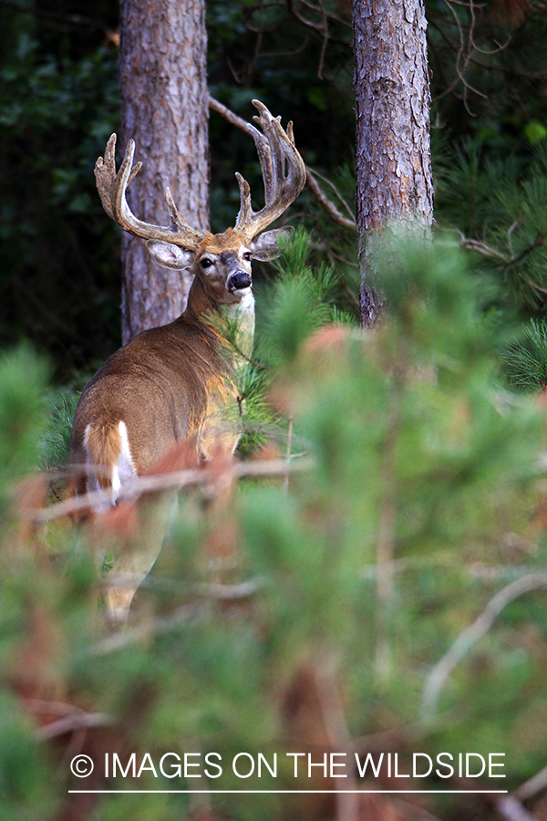 White-tailed buck in velvet 