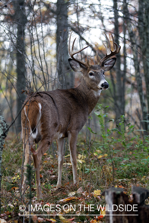 White-tailed buck in habitat. *