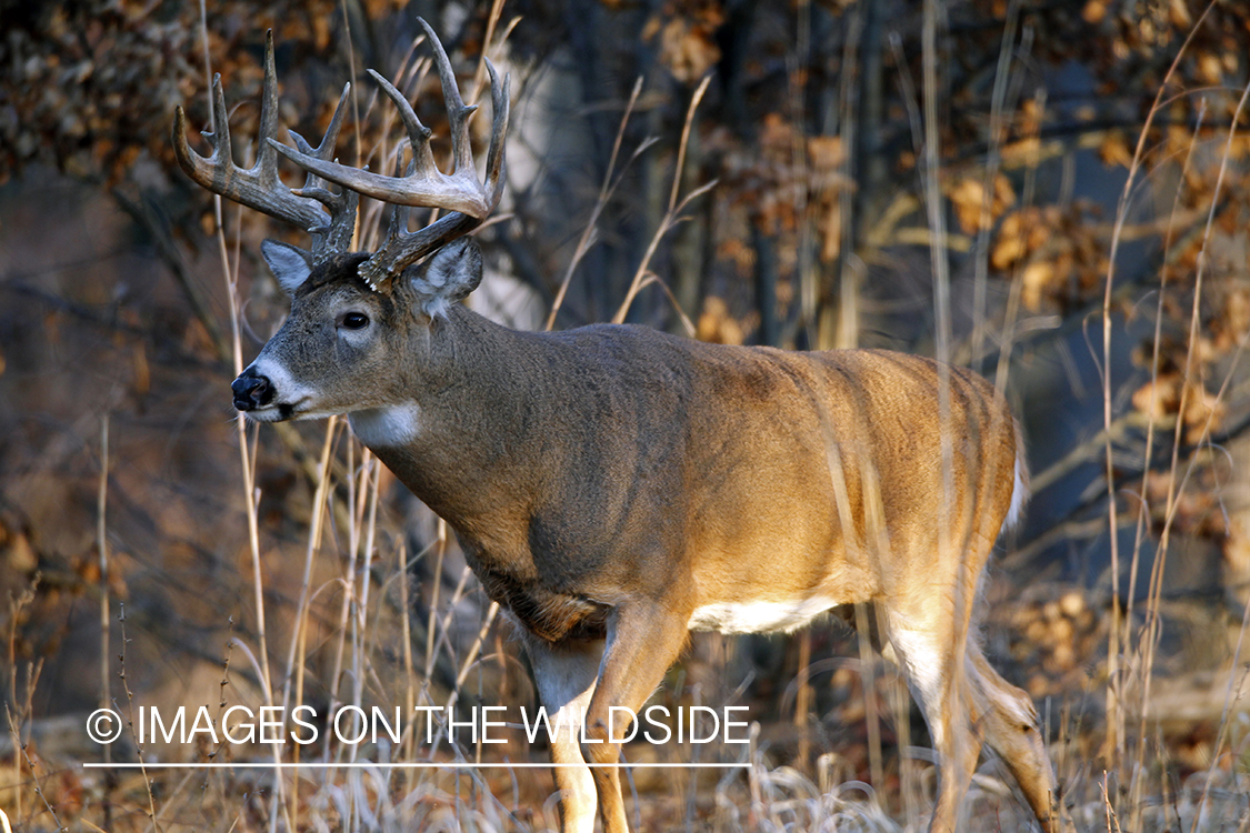 White-tailed buck in habitat. *