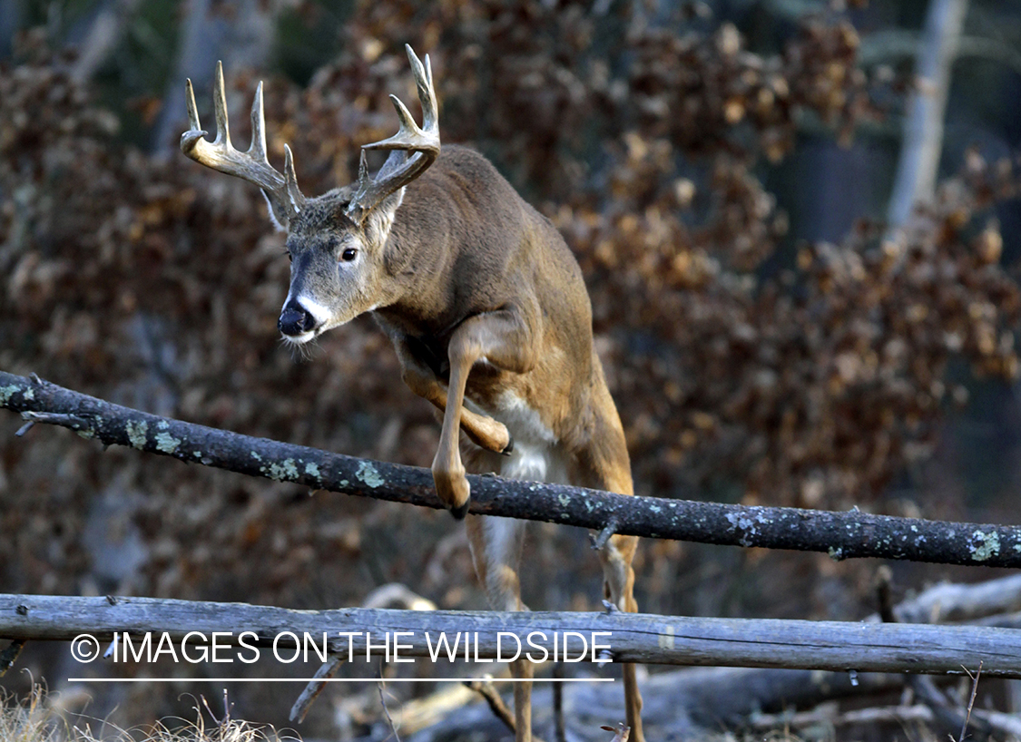 White-tailed buck in habitat. *