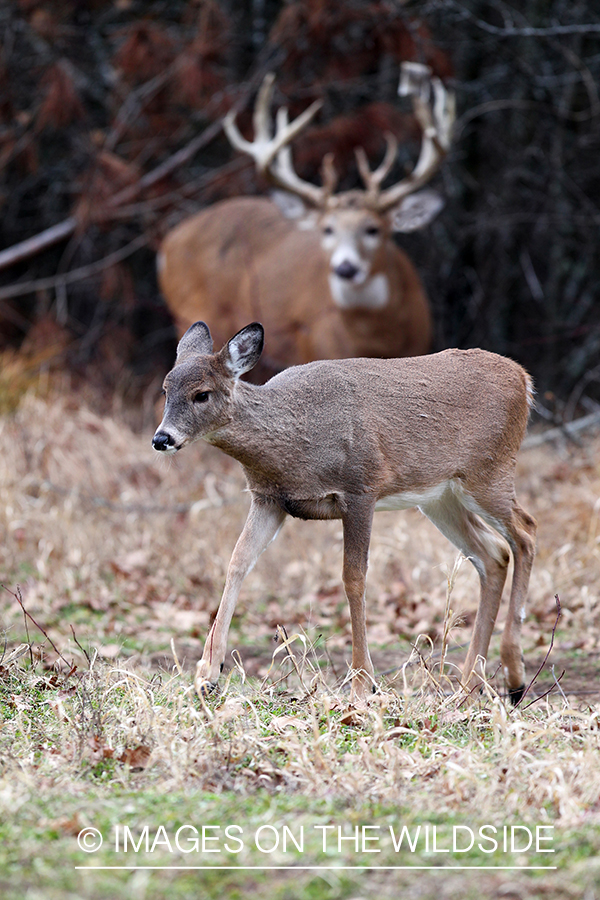 White-tailed buck and doe in habitat. 