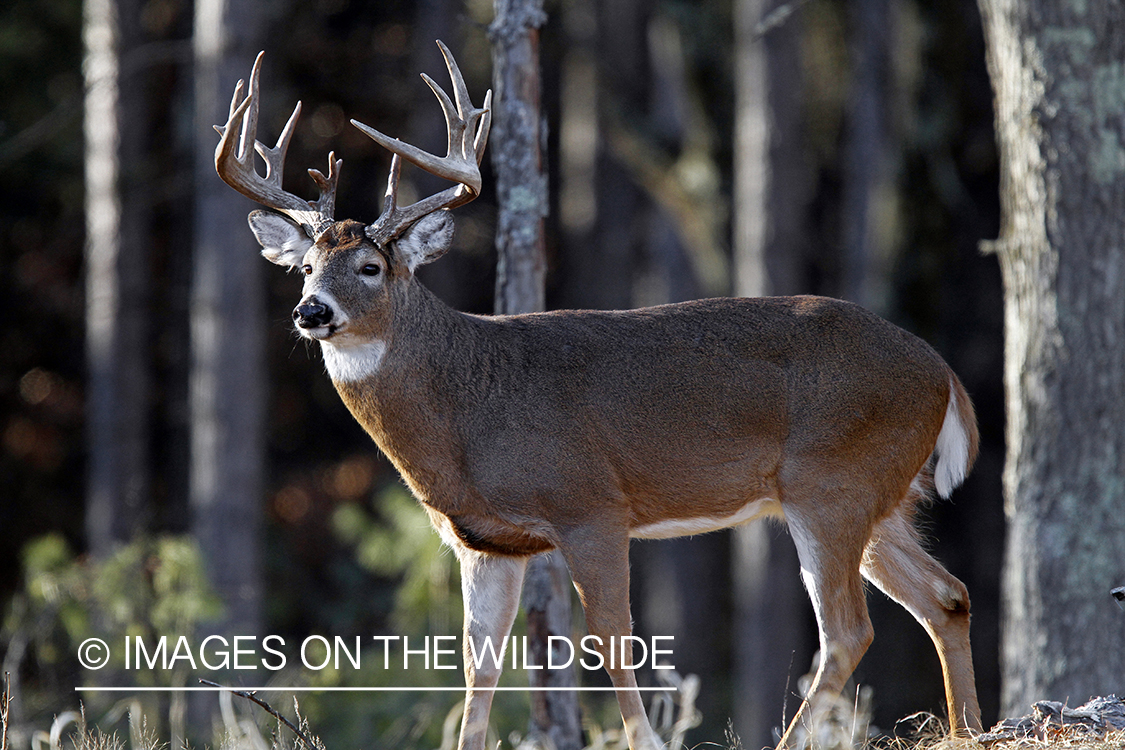 White-tailed buck in habitat. *