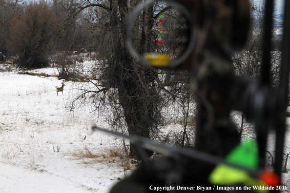 View of white-tailed buck from treestand with bow in foreground. 