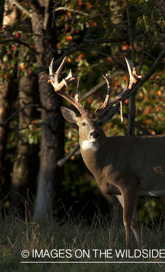 White-tailed buck in habitat. 