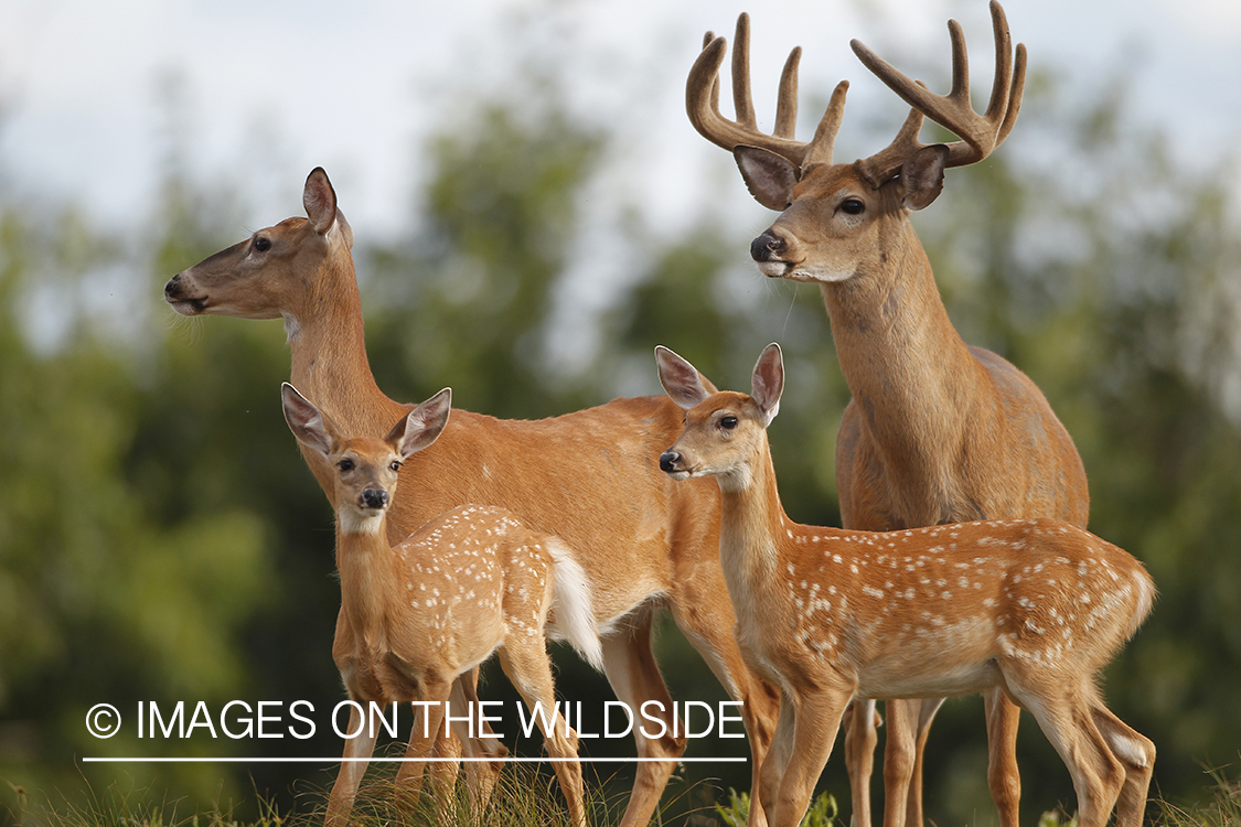 White-tailed buck and doe with fawns. 