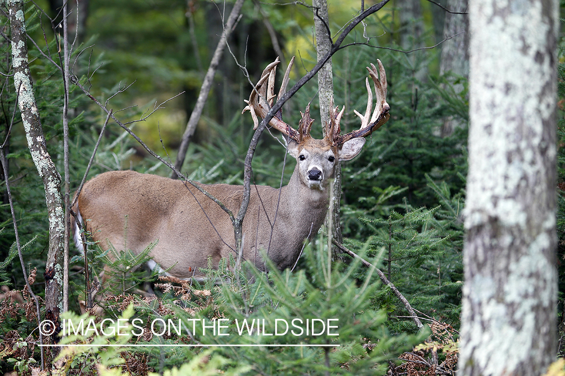 White-tailed buck shedding velvet.  