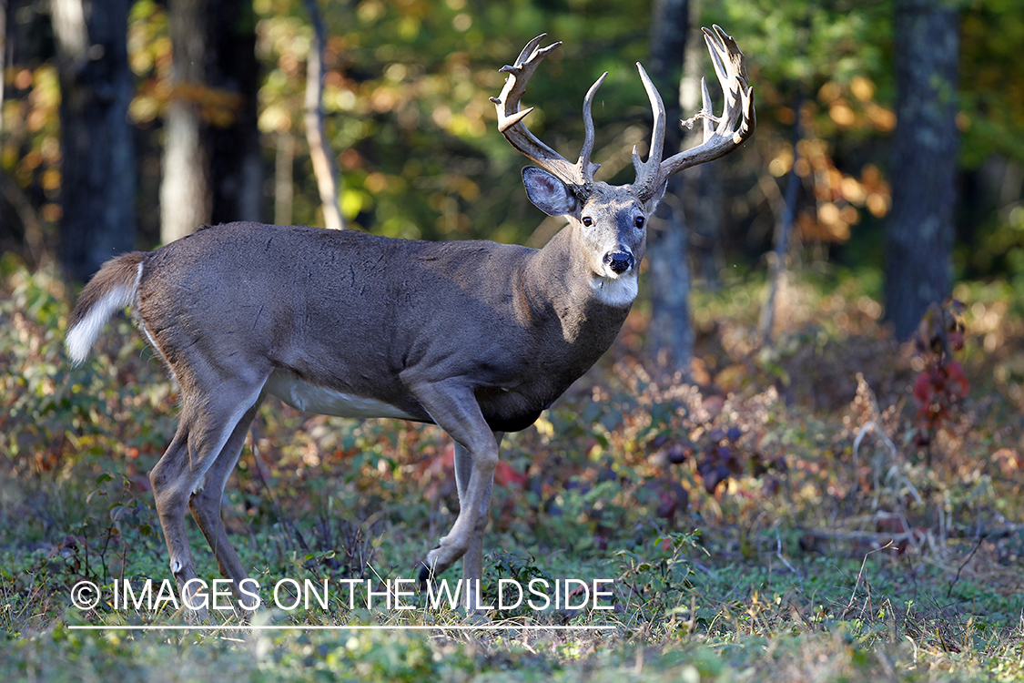 White-tailed buck in habitat. 